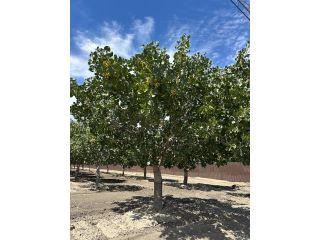 Property in Stratford, CA thumbnail 6