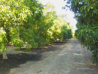 Property in Live Oak, CA 95953 thumbnail 1