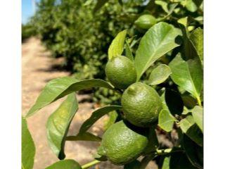 Property in Ducor, CA 93218 thumbnail 0