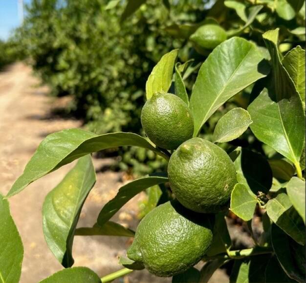Property Image for Highway 65 Citrus Ranch Highwa
